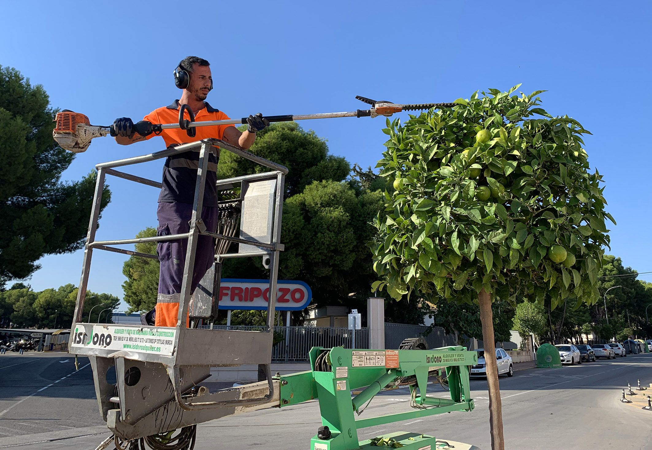 Llegan las tradicionales podas otoñales a los árboles de Las Torres de Cotillas2