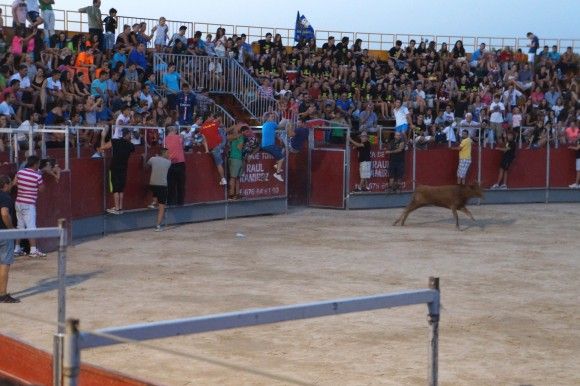 Suelta de vaquilla - Fiestas de Las Torres2